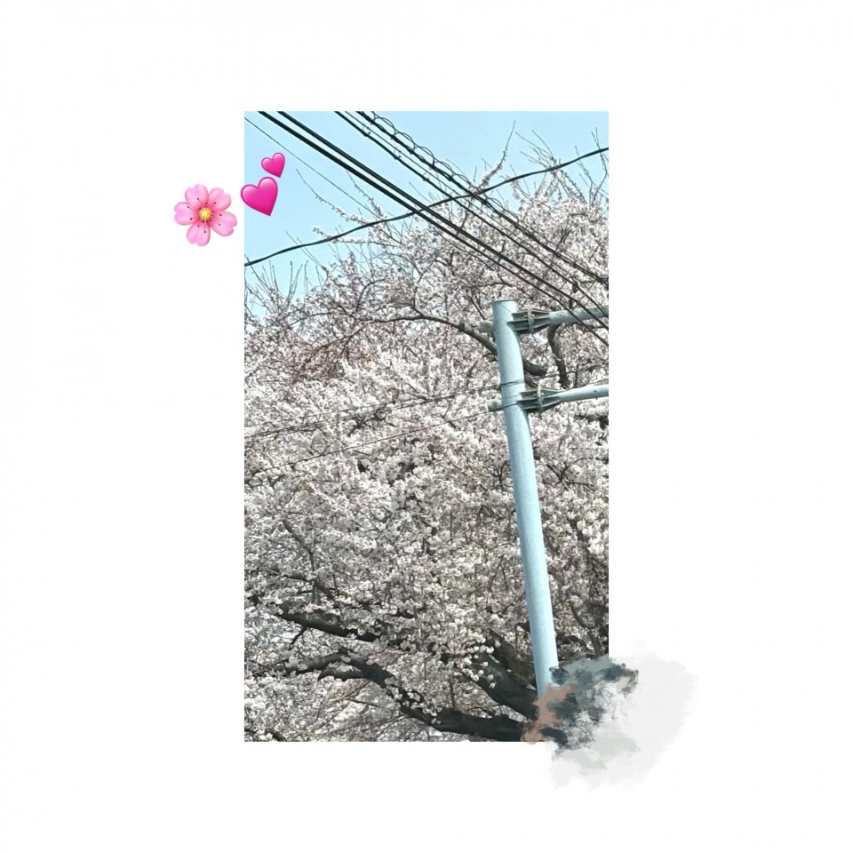 アップロード画像