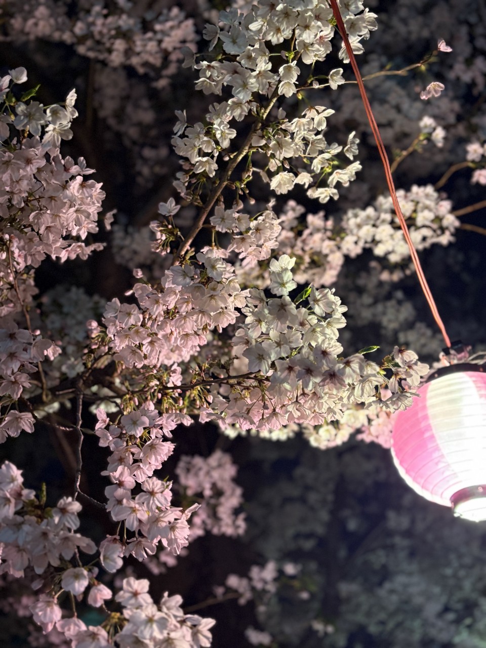 アップロード画像